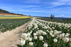 Champs de Tulipes image