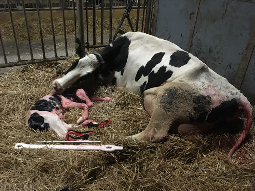 Dyrlæge CaMøllea Eskerod in Rønde, Syddjurs