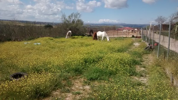 Residencia canina y felina Cane