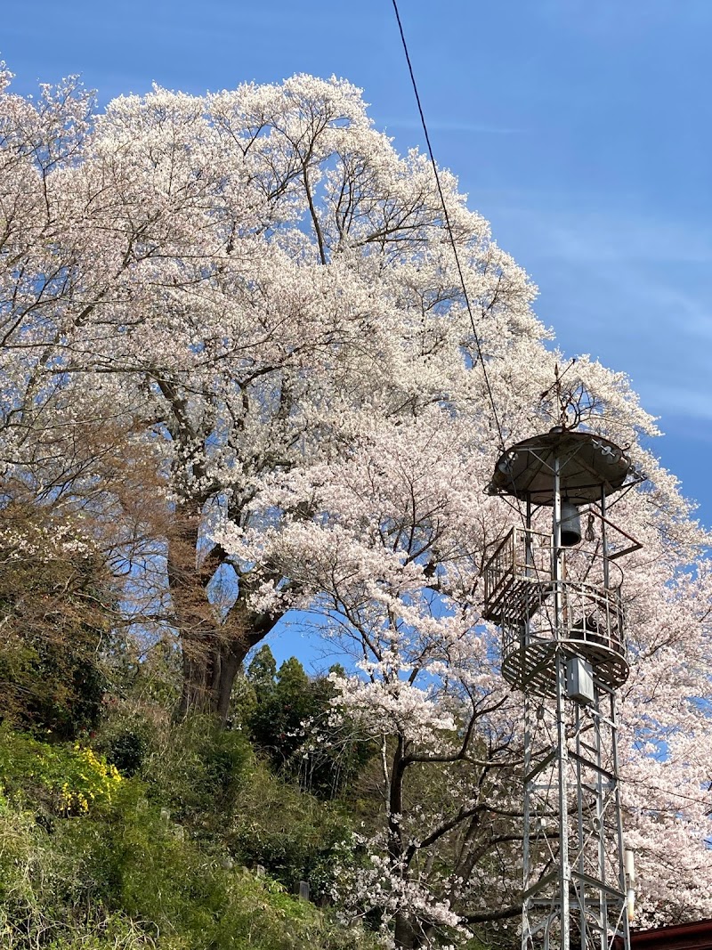 惣徳寺の桜