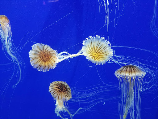 Aquarium «Georgia Aquarium», reviews and photos, 225 Baker St NW, Atlanta, GA 30313, USA
