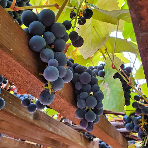 Winery «Cardwell Hill Cellars», reviews and photos, 24241 Cardwell Hill Dr, Philomath, OR 97370, USA