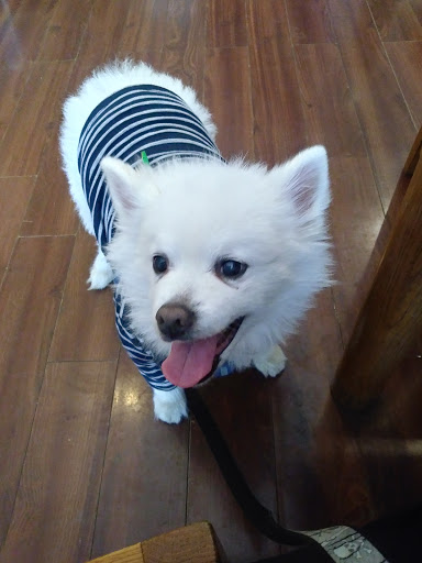 Pet Supply Store «Animal Outfitters, Inc.», reviews and photos, 986 Elmwood Ave, Buffalo, NY 14222, USA