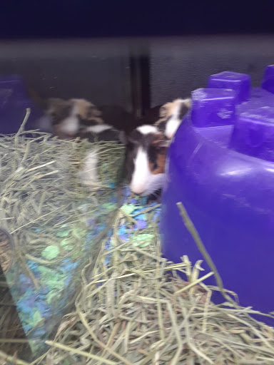 Pet Supply Store «PetSmart», reviews and photos, 10900 W Jefferson Blvd, Culver City, CA 90230, USA