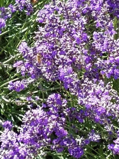 Farm «Oregon Lavender Farm», reviews and photos, 20949 S Harris Rd, Oregon City, OR 97045, USA