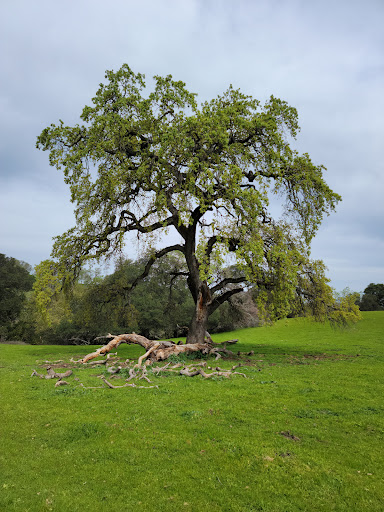 Park «Las Trampas Regional Wilderness», reviews and photos, 18012 Bollinger Canyon Rd, San Ramon, CA 94583, USA