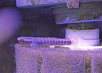 Worlds Under Water - Photo 8 - Car repair in Fayetteville, AR, Fayetteville