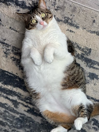 Downward Dog - Photo 5 - Car repair in , Jacksonville