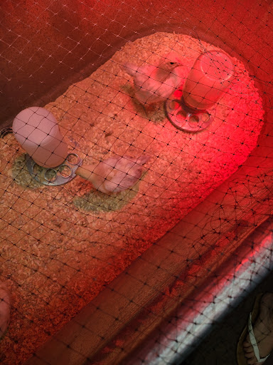 Animal Feed Store «Lomita Feed Store», reviews and photos, 24403 Narbonne Ave, Lomita, CA 90717, USA