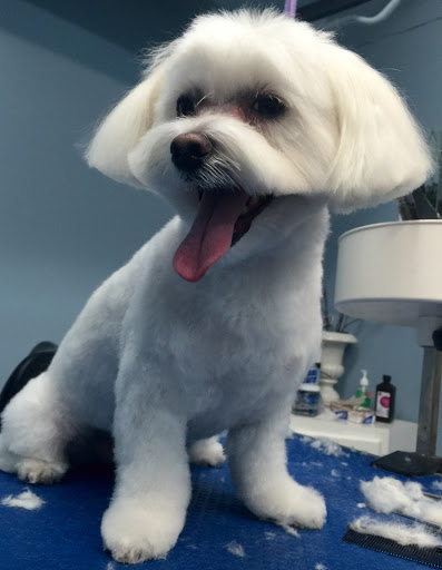 Pet Store «Doggy Dog World Inc», reviews and photos, 2552 Coney Island Ave, Brooklyn, NY 11223, USA