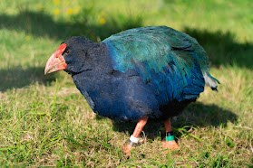 Punanga Manu o Te Anau / Te Anau Bird Sanctuary