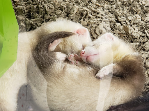 Pet Supply Store «Petco Animal Supplies», reviews and photos, 6842 S Redwood Rd, West Jordan, UT 84084, USA