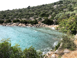 Kovacine beach II'in fotoğrafı vahşi alan