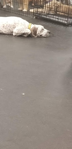 Pet Supply Store «Dogology», reviews and photos, 166 Albany Turnpike, Canton, CT 06019, USA