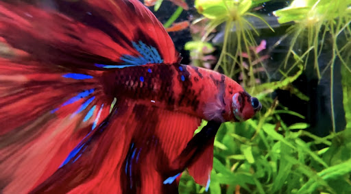 Tropical Fish Store «Aquarium Co-Op», reviews and photos, 9661 Firdale Ave, Edmonds, WA 98020, USA