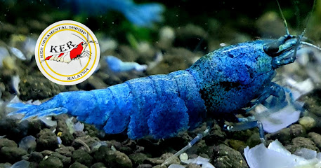 Ker Ornamental Shrimp Malaysia