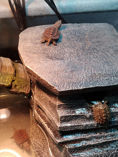 Pet Store «Incredible Pets Inc», reviews and photos, 2255 N Wickham Rd # 102, Melbourne, FL 32935, USA