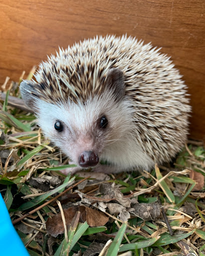 Pet Store «Forever Pets Inc», reviews and photos, 1030 Basse Rd, San Antonio, TX 78212, USA