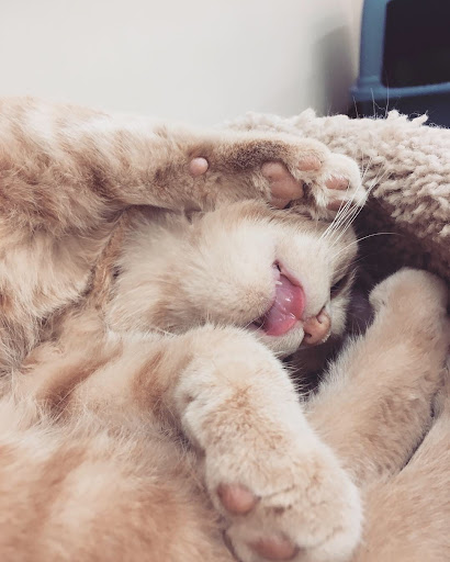 Pet Supply Store «Pet Supplies Plus», reviews and photos, 955 Co Rd E East #100, Vadnais Heights, MN 55127, USA