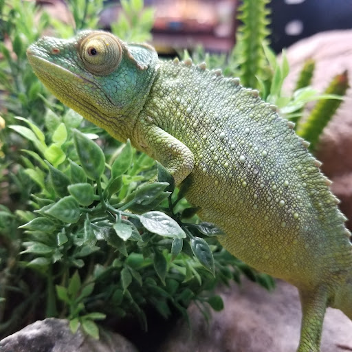 Pet Supply Store «Pet Supreme», reviews and photos, 12823 Foothill Blvd, Sylmar, CA 91342, USA