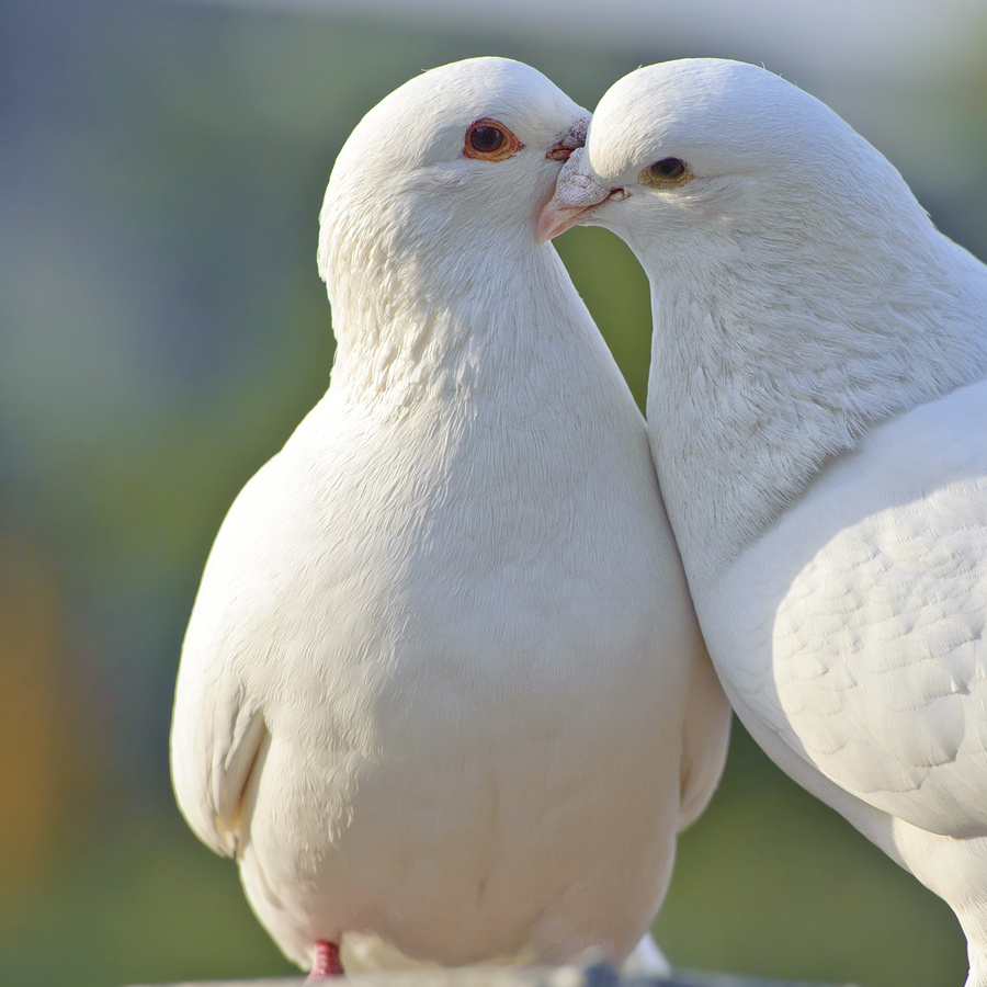 Funeral Dove Release