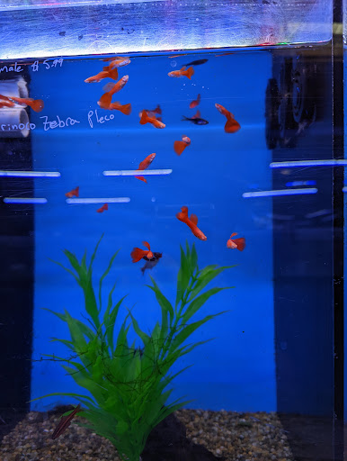 Tropical Fish Store «Aquatic Warehouse», reviews and photos, 5466 Complex St #204, San Diego, CA 92123, USA