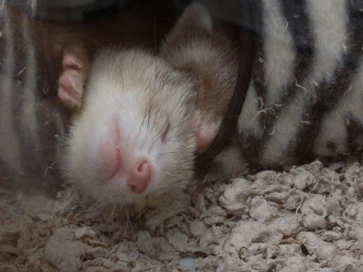 Pet Supply Store «Pet Supermarket», reviews and photos, 2314 Lebanon Road, Nashville, TN 37214, USA