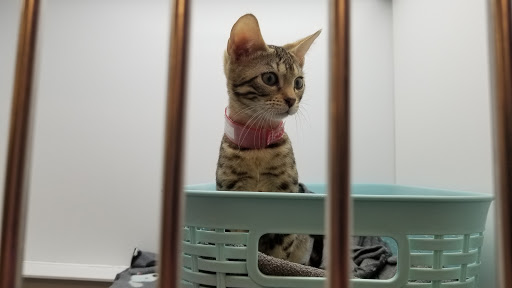 Pet Store «Petland Las Vegas», reviews and photos, 8800 W Charleston Blvd #3, Las Vegas, NV 89145, USA