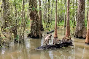 Pearl River Swamp Tours image