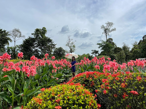 Top 20 cửa hàng cây kiểng Thành phố Phan Thiết Bình Thuận 2022