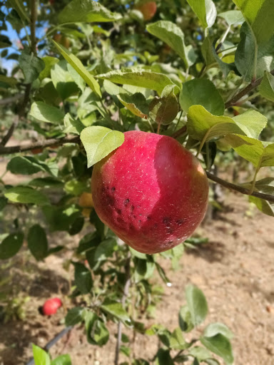 Produce Market «Parks Farms», reviews and photos, 525 NJ-24, Chester, NJ 07930, USA