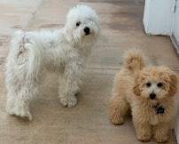 North County Pet Sitting - Photo 5 - Car repair in San Diego, CA, San Diego