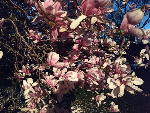 Wine Bar «Vinoteca Wine Bar», reviews and photos, 4921 Hills and Dales Rd NW, Canton, OH 44708, USA