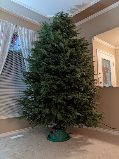Tradition Christmas Trees