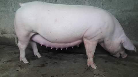 Granja porcina tataguencho