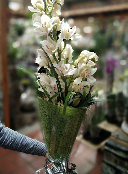 Forest Flowers