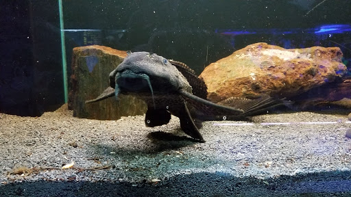 Pet Store «Fin-N-Feather», reviews and photos, 2931 F St, Eureka, CA 95501, USA