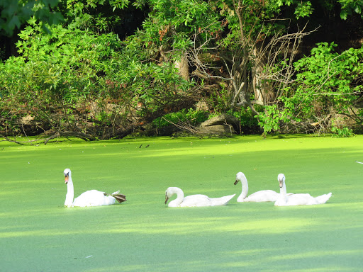 Nature Preserve «The Celery Farm», reviews and photos, Franklin Turnpike, Allendale, NJ 07401, USA