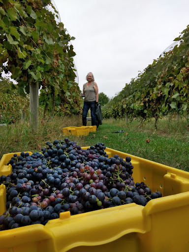 Vineyard «3 North Vines», reviews and photos, 5940 Peck Rd, Croswell, MI 48422, USA