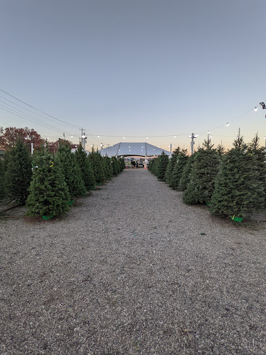 Alpine Christmas Tree Sales