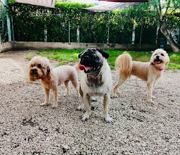 ANIMAL HOUSE PLAYA DEL CARMEN photo