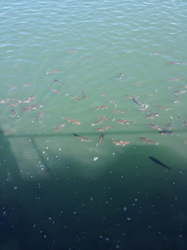 Marina «Fort Pierce City Marina», reviews and photos, 1 Avenue A, Fort Pierce, FL 34950, USA