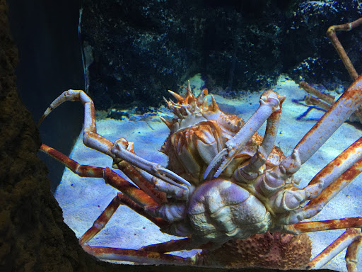 Aquarium «Via Aquarium», reviews and photos, 93 W Campbell Rd, Schenectady, NY 12306, USA