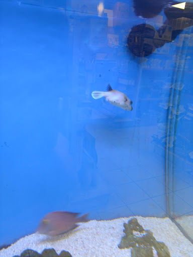 Pet Store «Odd Lot Pet Shop», reviews and photos, 7769 S Harlem Ave, Bridgeview, IL 60455, USA