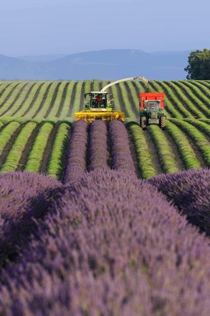 Gîtes Domaine Demol à Valensole (Alpes-de-Haute-Provence 04)