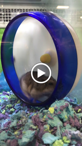 Pet Supply Store «PetSmart», reviews and photos, 5013 S Cleveland Ave, Fort Myers, FL 33907, USA