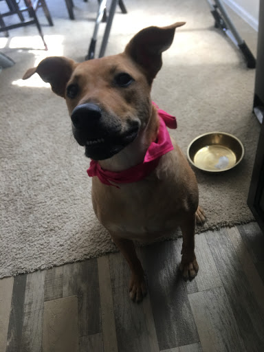 Pet Supply Store «PetSmart», reviews and photos, 2435 Prairie Center Pkwy, Brighton, CO 80601, USA