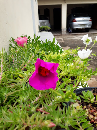 Veterinária Clinvet Hortolândia em Hortolândia - SP