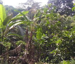 Patong zipline adventure photo