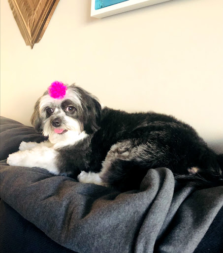 The Salon & Spa at All Pets Considered